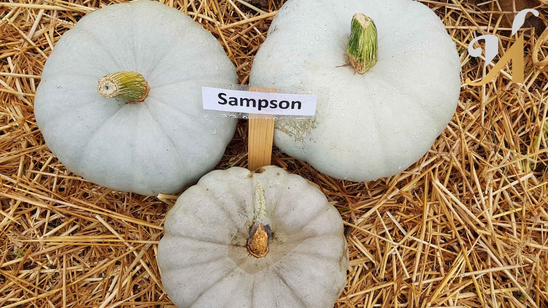 Decorative display with three white pumpkins and a wooden Sampson County, North Carolina sign, where the need for custom homes are increasing